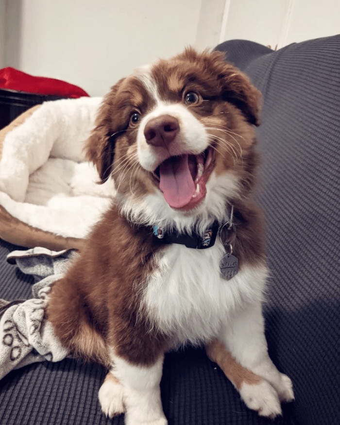 17. Meet Widget. He's a happy little boy