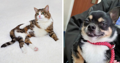 21 Of The Cutest And Funniest Photos That Prove That Animals Are Just Like Humans