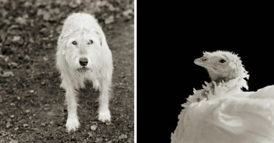Stunning Photographs of Rescued Farm Animals Who Have Been Given the Chance to Flourish in Old Age