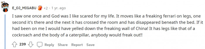 A Ferrari on legs? That's probably the most creative and non-scary way to describe Big Bongo.