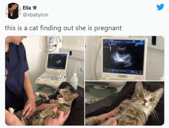 11. This kitty was so not ready for the good news, I guess!