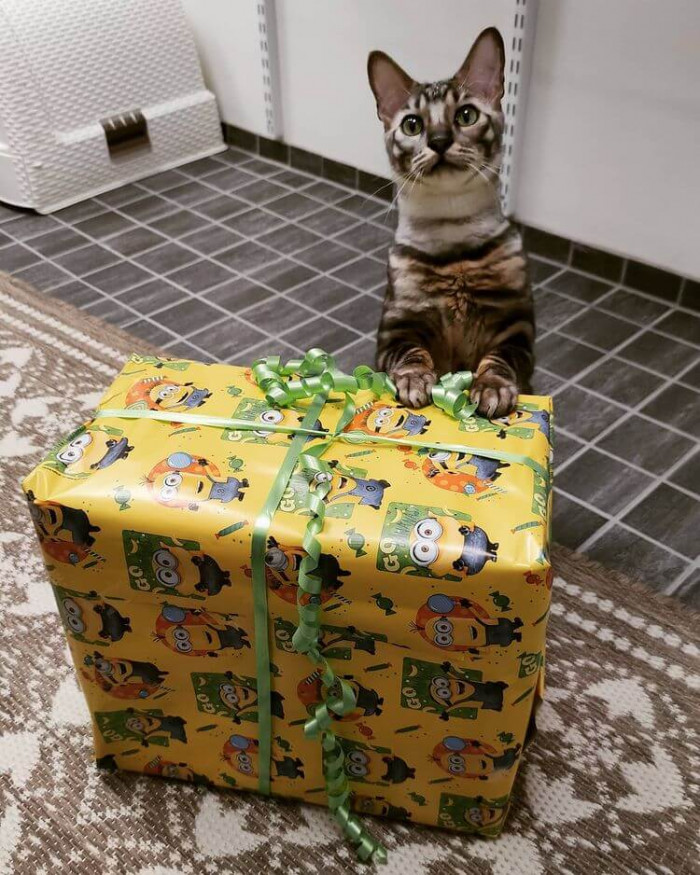 Yay, Nipa is a champion!