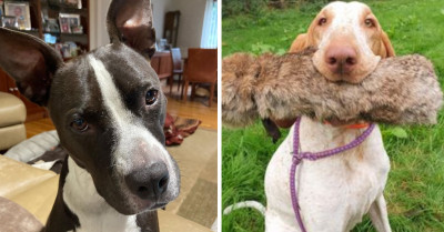 30+ Dogs With The Most Adorable Looking Ears That Are So Big They Can Probably Fly If They Flap Them Hard Enough