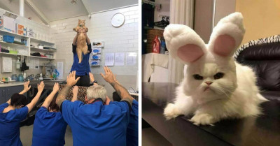 50+ Cats Pictures Guaranteed To Make You Smile And Drastically Improve Your Day