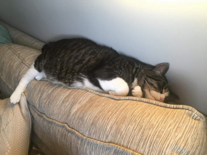 2. I gave away my cat years ago, and the owner still sends me pictures of her