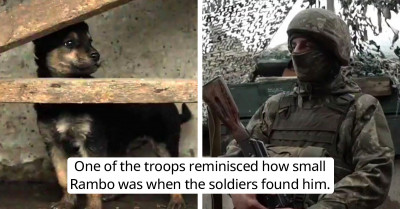 Meet Rambo, The Little Pup Who Became A Reliable Watchdog After Ukrainian Soldiers Rescued Him