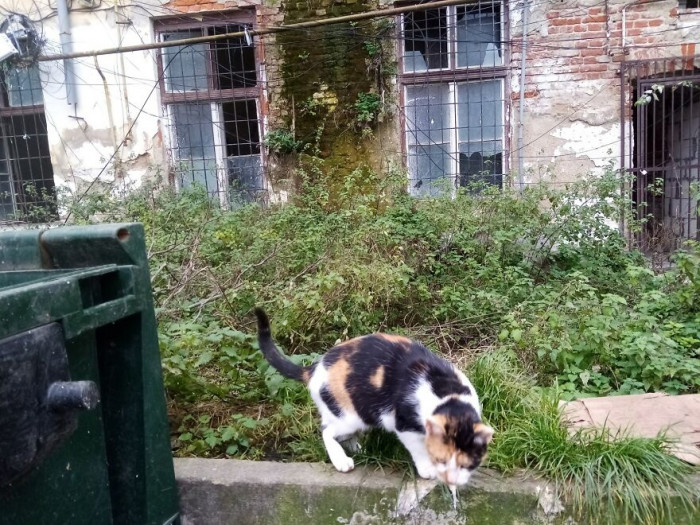 3. The cats appear to be having a great time at this location