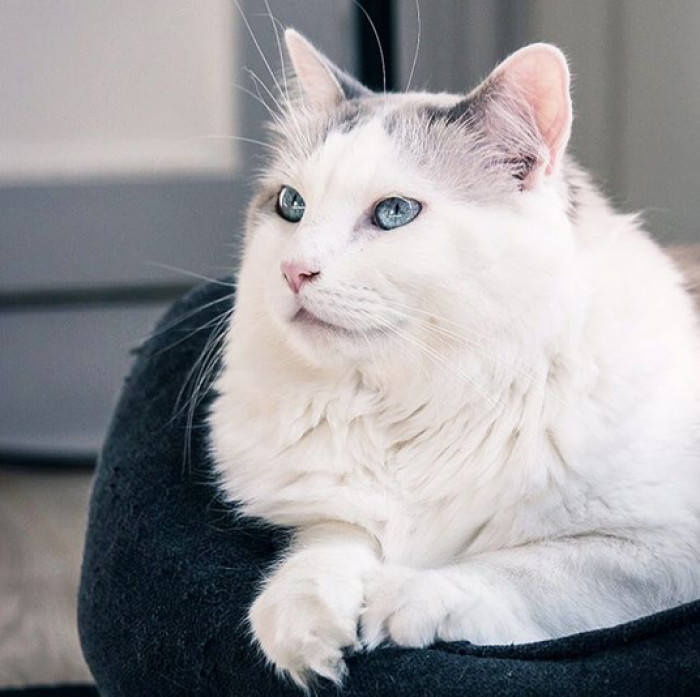 Gringo the moustache cat grooming, whisker-like markings and curious gaze