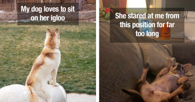 Hilarious Dogs Caught On Camera Just To Be Shared With The Internet