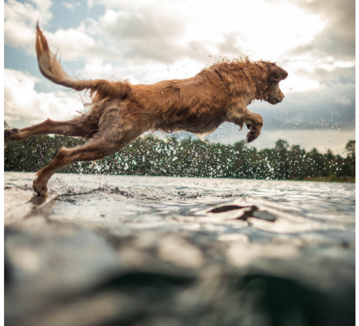 The two of them were thoroughly enjoying themselves and playing fetch. All of a sudden, Susan noticed Nalu diving straight into the lake, which was quite stagnant and calm. However, Susan quickly realized that something in the water was moving right toward Nalu. She sensed the danger and tried to analyze what exactly that moving object in the lake was.