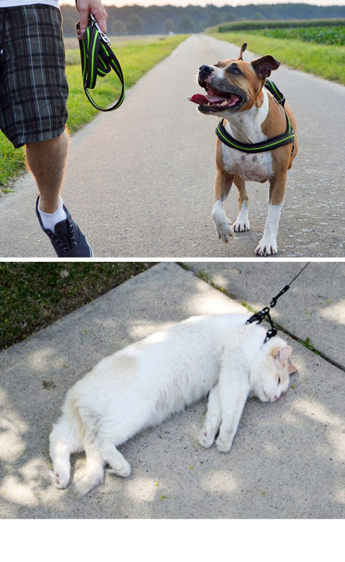 #6 Their leash stories.