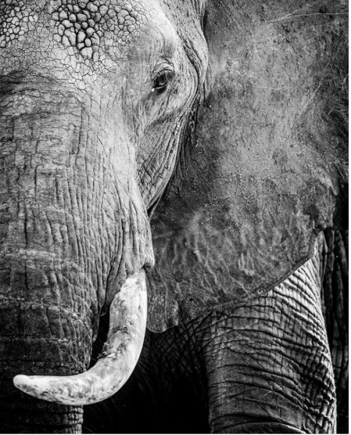 Continue through to see more incredible pictures of the African elephant captured by Bobby-Jo Vial.