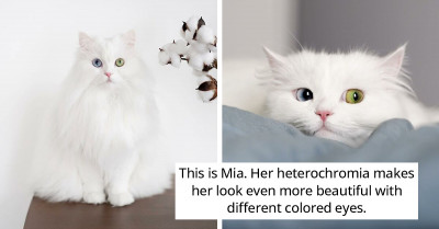 Gorgeous Cat Named Mia Proudly Shows Her Cleverness By Completing Demanding Obstacle Tests
