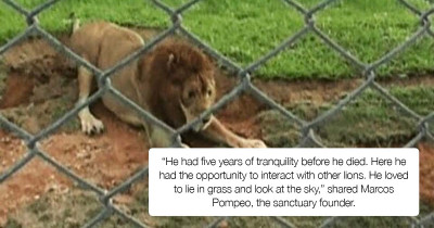 Excited Lion Rescued From Circus Feels Grass For The First Time In His Entire Life After Being Caged For 13 Years