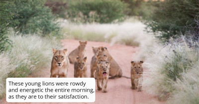 Endearing Moment When A Lioness Steps Up And Adopts Her Sister’s Orphaned Cubs Will Warm Your Heart