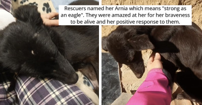 Starving Dog In A Rundown Garage Wags Her Tail For Joy As Rescuers Arrived