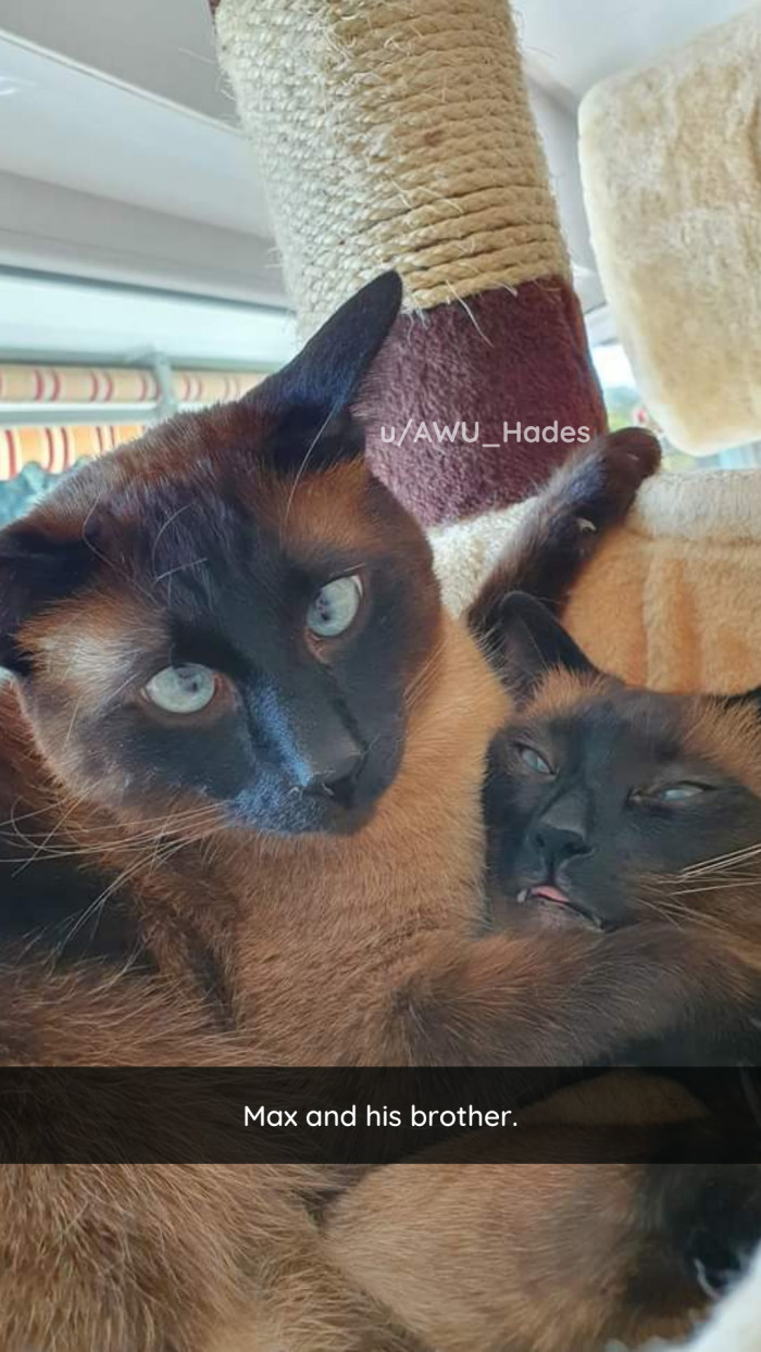 42. When it comes to peas in a pod, one is usually majestic while the other is a doofus.