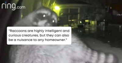 Relatable Raccoon Is Caught On Family's Camera Scratching His Butt