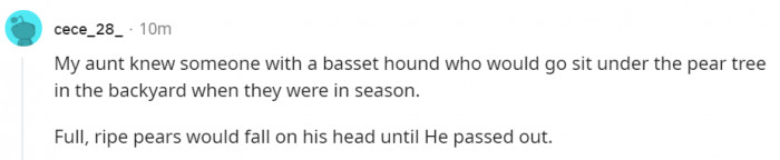 20. Apparently, this basset loves the feeling of being hit in the head by hard objects.