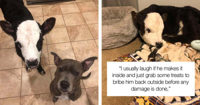 Young Bull Likes Sneaking Into The House Whenever He Sees An Unlocked Door