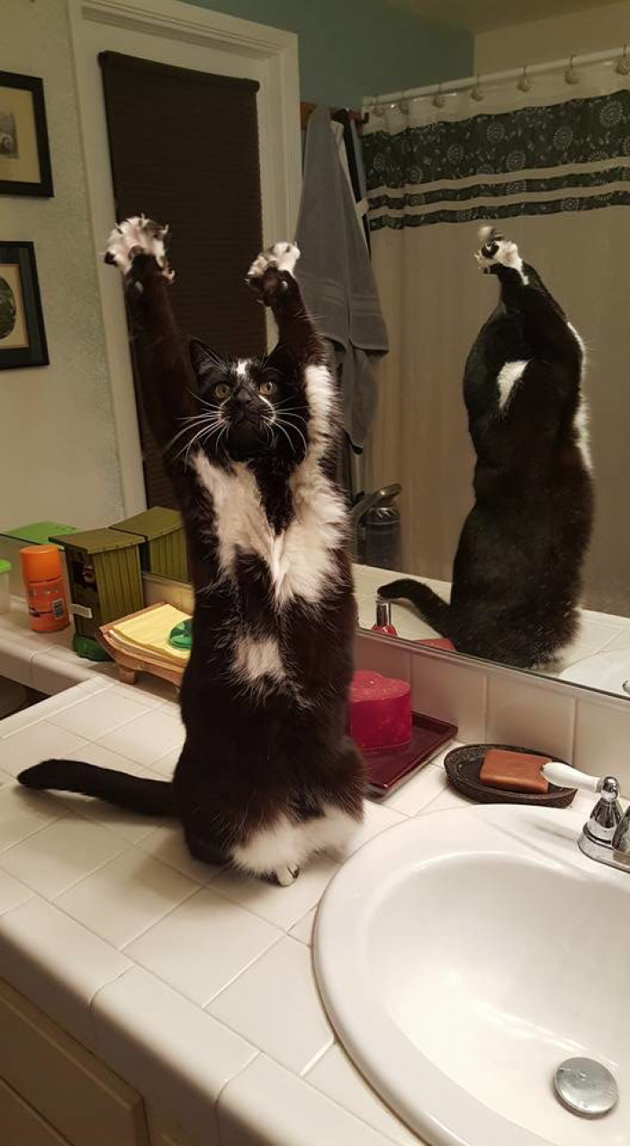 5. Let me see those paws up in the air!