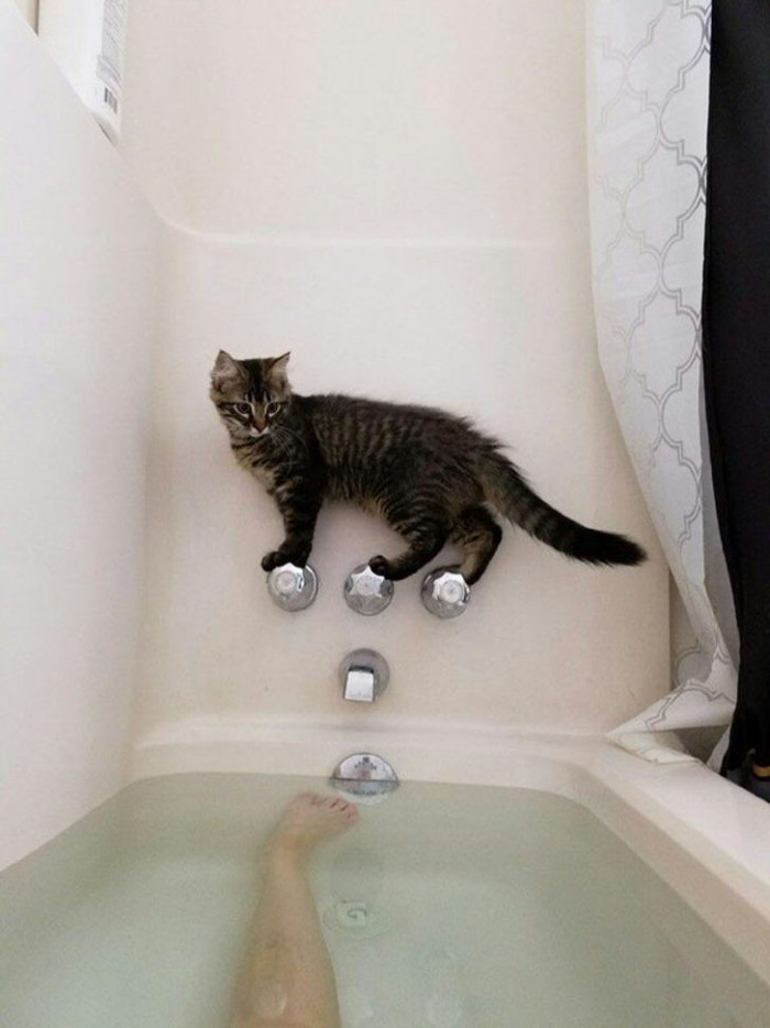 1. Cats hate water, but that won't stop them from supervising you.