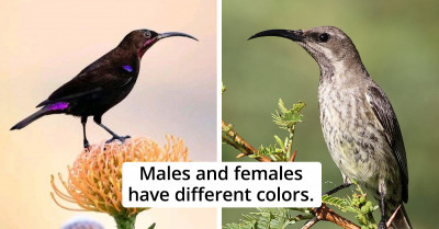 This Bird Appears to Be Black When You First See It, and Its Wonderful Colors Show Themselves Only When the Light Hits It