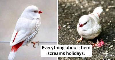 Meet The Flaming Bird With A Beauty That Is So Out Of This World It Looks Like A Real-Life Christmas Angel