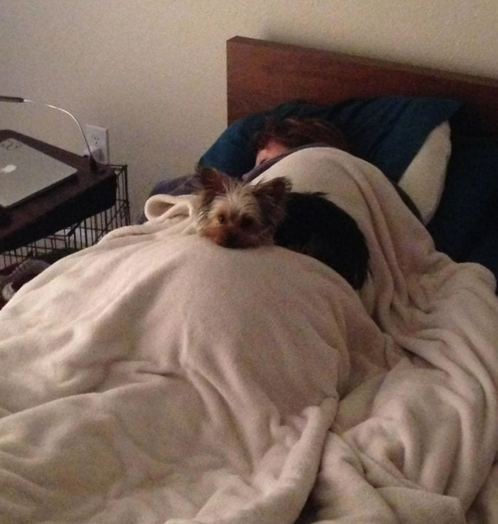 22. After being rescued from a cold pond, this is how this doggo says thank you to his rescuer.