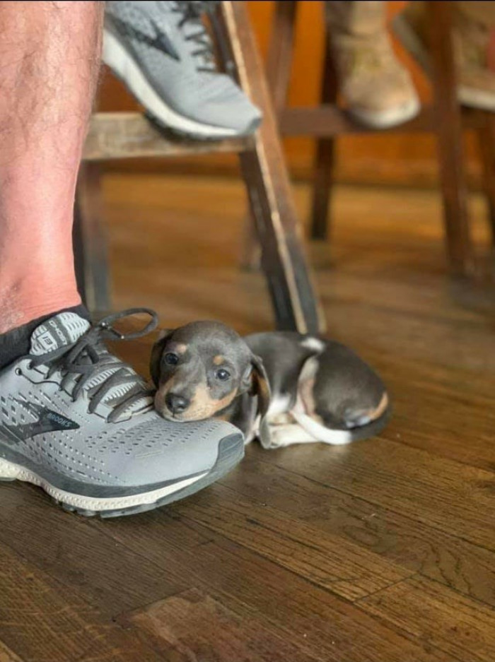 5. Here is Blu, and he's an innocent puppy