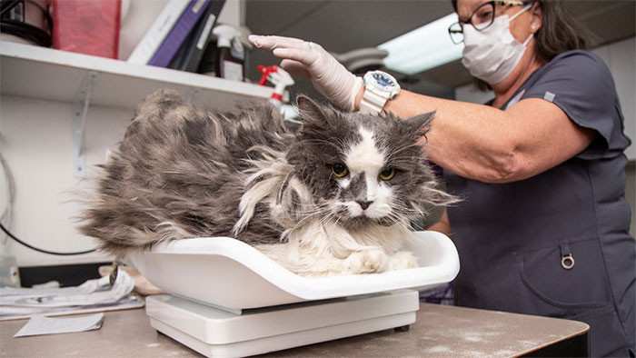It took around an hour for the team to remove all of Fluffer's matted fur.
