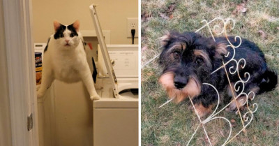 20+ Hilarious Examples Of “Pet Logic”
