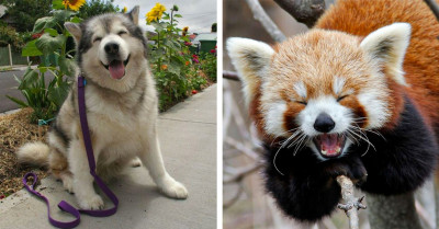 Here Are 23 Animals Who Are Made Purely Of 100% Cuteness