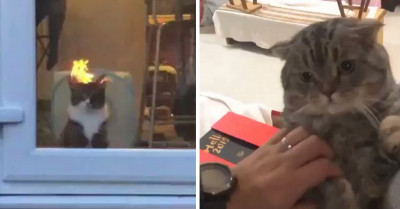 These 18 Cats Are So Entertaining That Their Owners Decided To Share The Laughter on Twitter