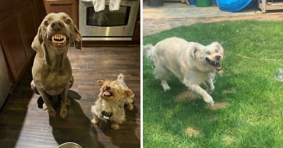 Enjoy This Collection Of The 50 Funniest Dogs Ever Photographed