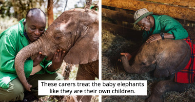 Orphaned Baby Elephants Receive Much Needed Love And Affection From Committed Rescuers