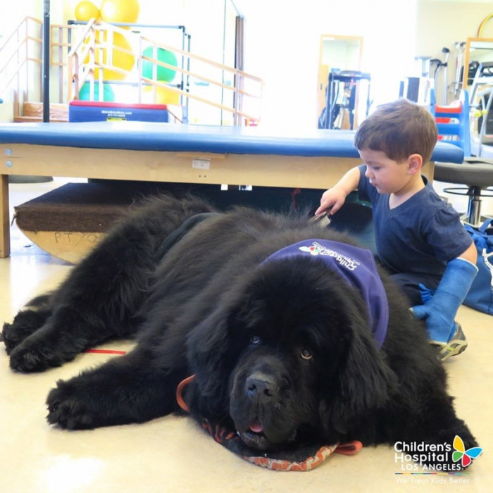 14. “Meet Bonner, the best therapy dog at Children’s Hospital Los Angeles.”