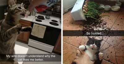 30 Funny Pictures That Prove That Cats Exist To Truly Enjoy Life To The Max