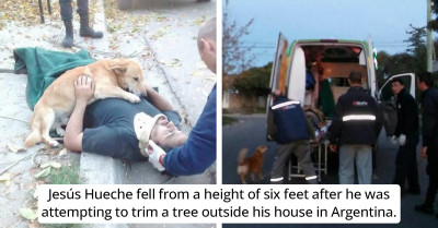 Dog Refuses To Leave His Human's Side After Being Involved In An Accident