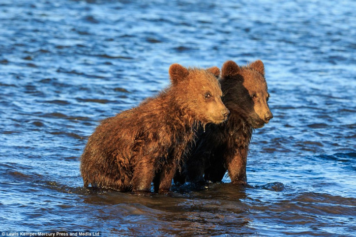 Lewis was in Lake Clark National Park when he spotted the bears holding their hands together while mama bear was trying to get them food to eat.