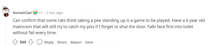 I mean, to a cat, it is a game, and clearly they're winning.