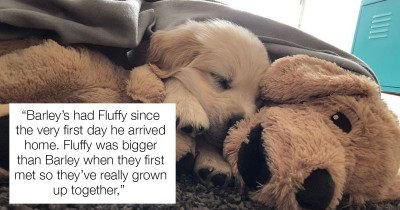 This Golden Retriever Won't Go Anywhere Without His Toy Best Friend