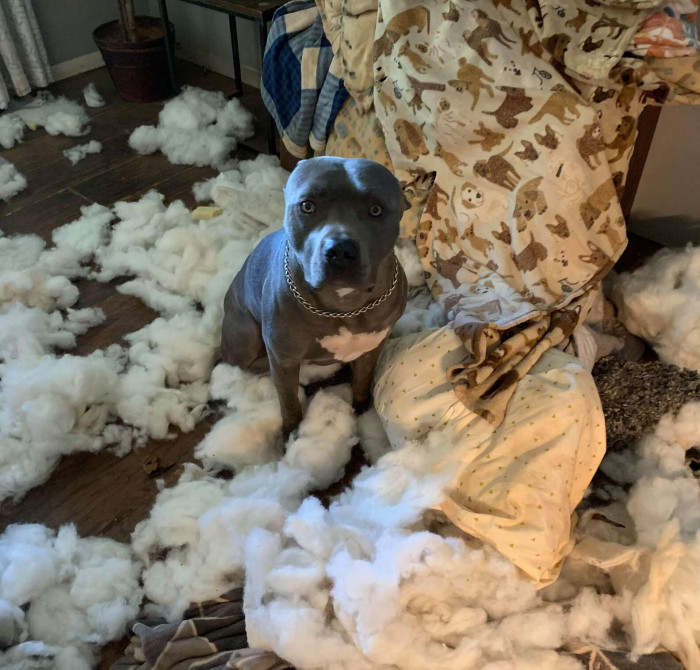 Vickie has seven dogs, and when working from home came to an end, she put each dog in their own room when she went to work. Between separation anxiety and the potential for mischief, having each dog in their own space was a great idea.
