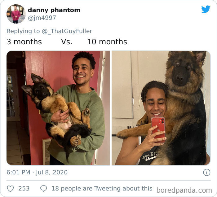 WOAH! This Belgian Malinois grew up.