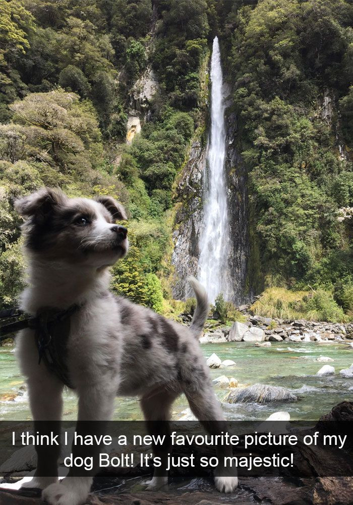 Playful dog Snapchat moment with famous, pure vibes and besties humor