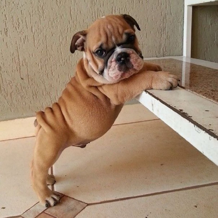 #15 WHYYY are they so cute?! A little ol' bulldog pup!
