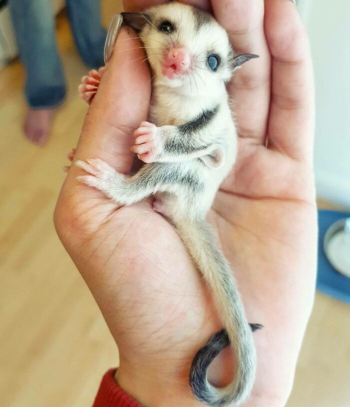 48. Cutest Baby Sugarglider