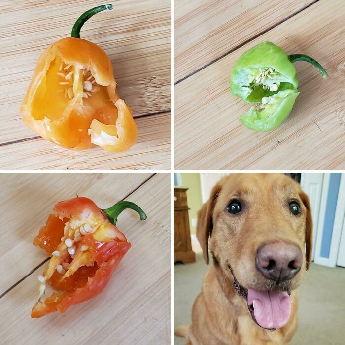 3. "I Can't Even Make This Stuff Up! Last Friday Maddie Ate A Piece Of My Dad's Birthday Cake. Today She Ate A Good Portion Of Three Habanero Peppers And An Entire Small Mystery Hot Pepper. I Checked With The Vet And Have Been Warned (In Between Fits Of Her Laughter) That Tonight Is Going To Be Bad"