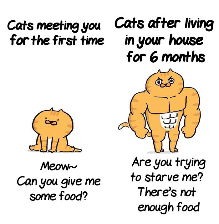 Cat relationships