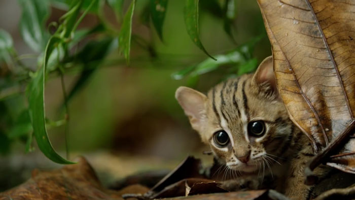 The rusty-spotted cat lives predominantly in the forests of Sri Lanka and India, sighted occasionally in Terai and Nepal.